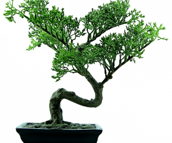 Bonsai Tree - 640x601